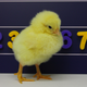 Illustration for article titled Chicks Might Map Numbers From Left To Right – Just Like Us!
